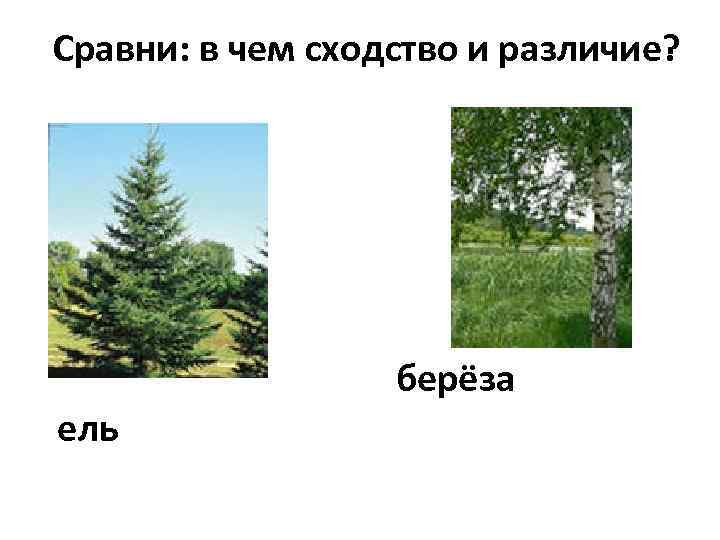 Сравни: в чем сходство и различие? берёза ель 