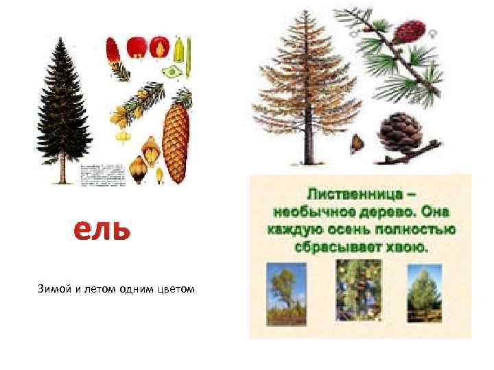 ель Зимой и летом одним цветом 