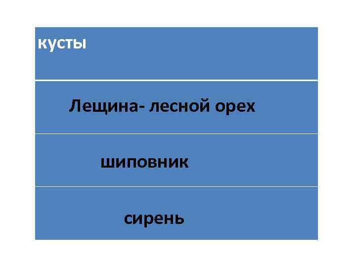 кусты Лещина- лесной орех шиповник сирень 