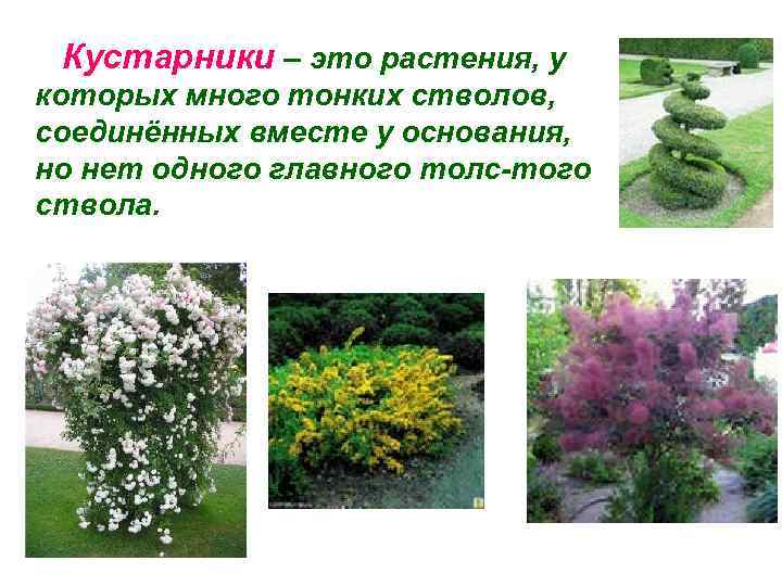 Кустарники – это растения, у которых много тонких стволов, соединённых вместе у основания, но