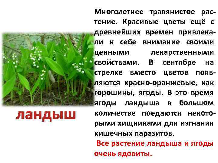 ландыш Многолетнее травянистое растение. Красивые цветы ещё с древнейших времен привлекали к себе внимание