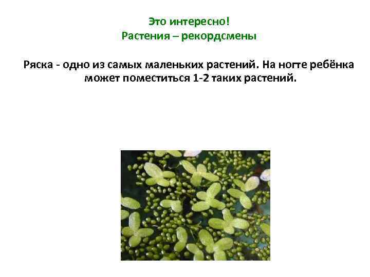 Это интересно! Растения – рекордсмены Ряска - одно из самых маленьких растений. На ногте