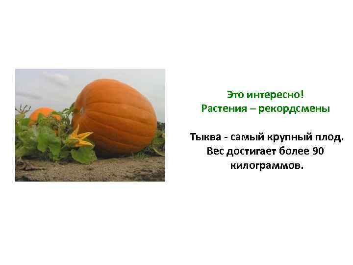Это интересно! Растения – рекордсмены Тыква - самый крупный плод. Вес достигает более 90