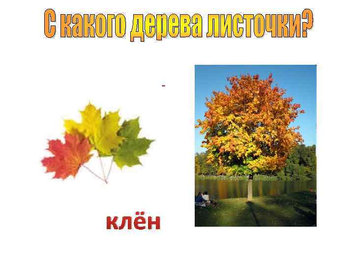 клён 