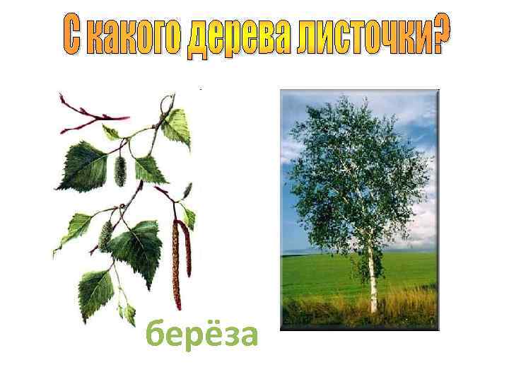 берёза 
