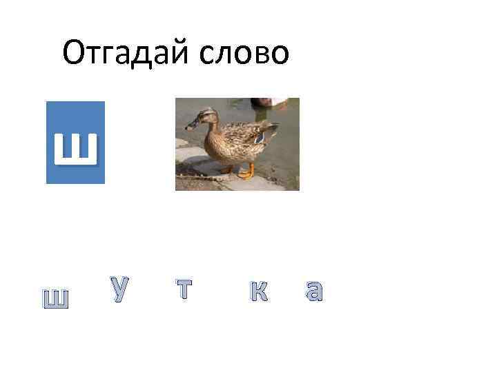 Отгадай слово ш ш у т к а 
