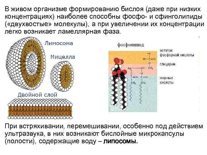 В живом организме формированию бислоя (даже при низких концентрациях) наиболее способны фосфо- и сфинголипиды