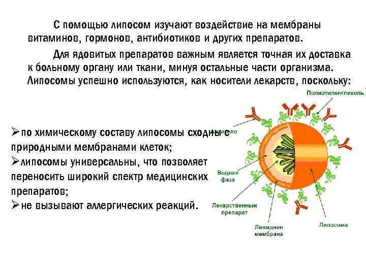 С помощью липосом изучают воздействие на мембраны витаминов, гормонов, антибиотиков и других препаратов. Для