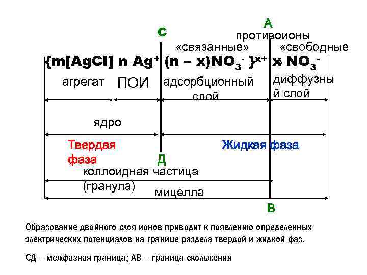 А С противоионы «связанные» «свободные » {m[Ag. CI] n Ag+ (n – x)NO 3