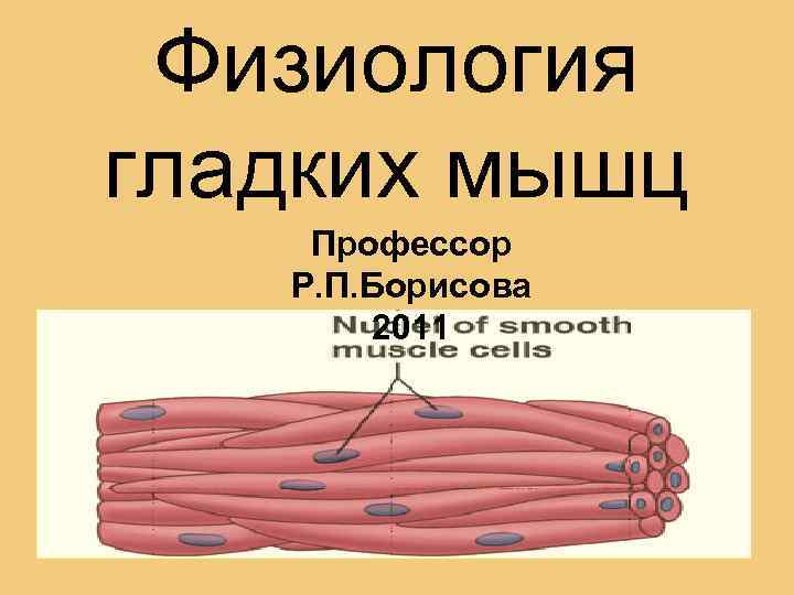 Физиология гладких мышц Профессор Р. П. Борисова 2011 