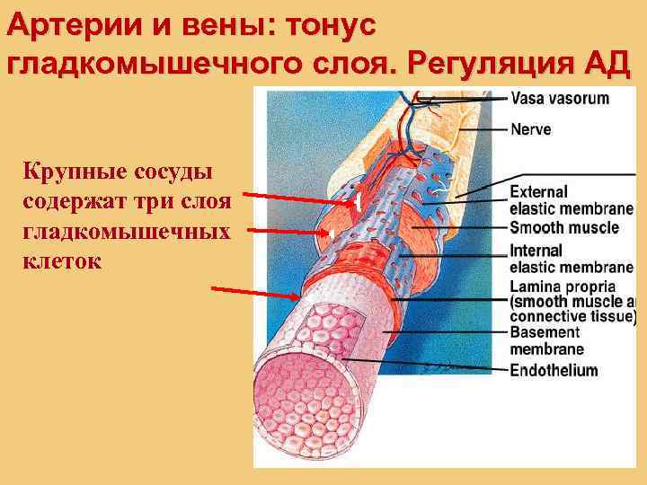 Три слоя артерий. Слои артерий и вен. Слои артерии и вены. Мышечный слой артерий и вен. Мышечный слой в венах и артериях.