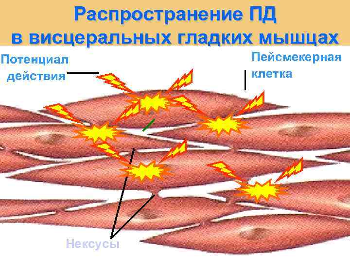 Распространение ПД в висцеральных гладких мышцах Потенциал действия Нексусы Пейсмекерная клетка 