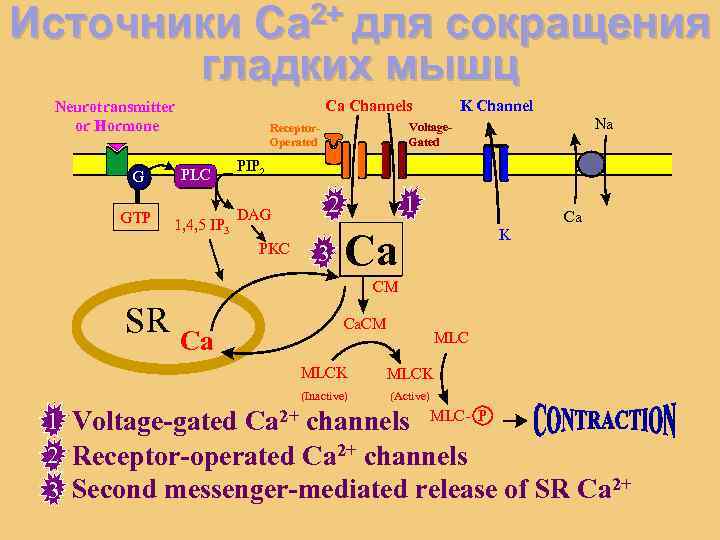 2+ для Ca Источники сокращения гладких мышц Ca Channels Neurotransmitter or Hormone G GDP