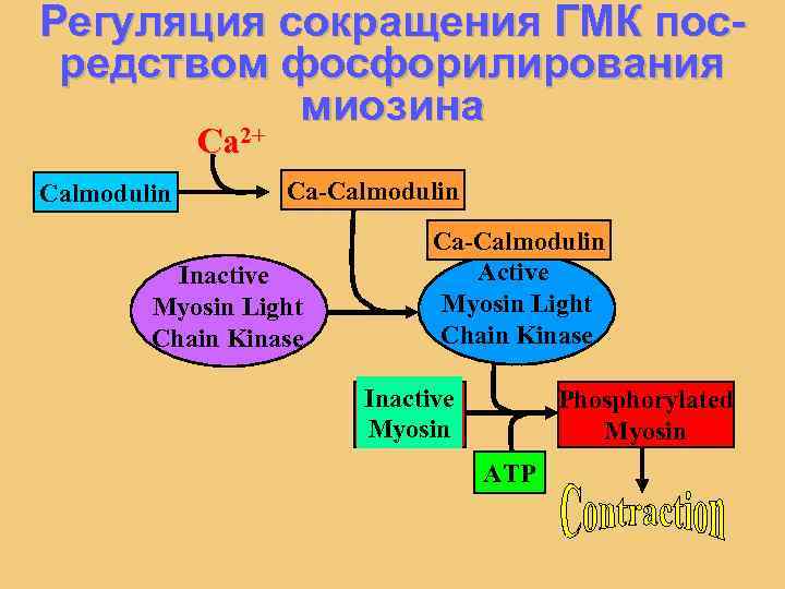 Регуляция сокращения ГМК посредством фосфорилирования миозина 2+ Calmodulin Ca-Calmodulin Inactive Myosin Light Chain Kinase