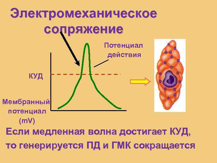 Электромеханическое сопряжение Потенциал действия КУД Мембранный потенциал (m. V) Если медленная волна достигает КУД,