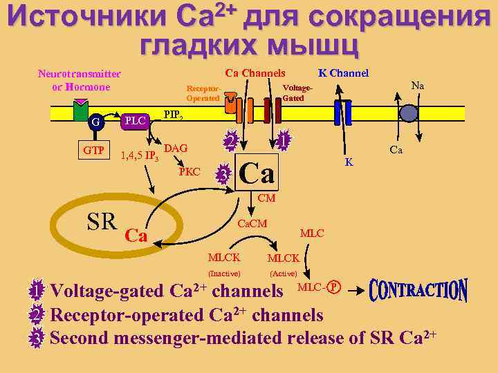 2+ для Ca Источники сокращения гладких мышц Ca Channels Neurotransmitter or Hormone G GDP