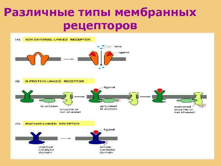 Различные типы мембранных рецепторов 