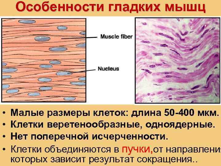Особенности гладких мышц • • Малые размеры клеток: длина 50 -400 мкм. Клетки веретенообразные,