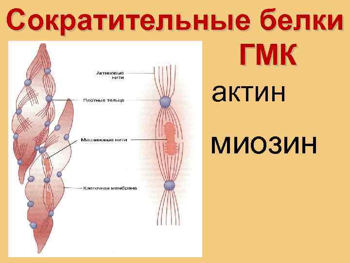 Сократительные белки ГМК актин миозин 