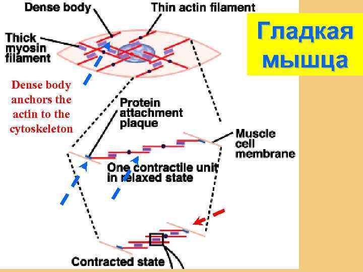 Гладкая мышца Dense body anchors the actin to the cytoskeleton 