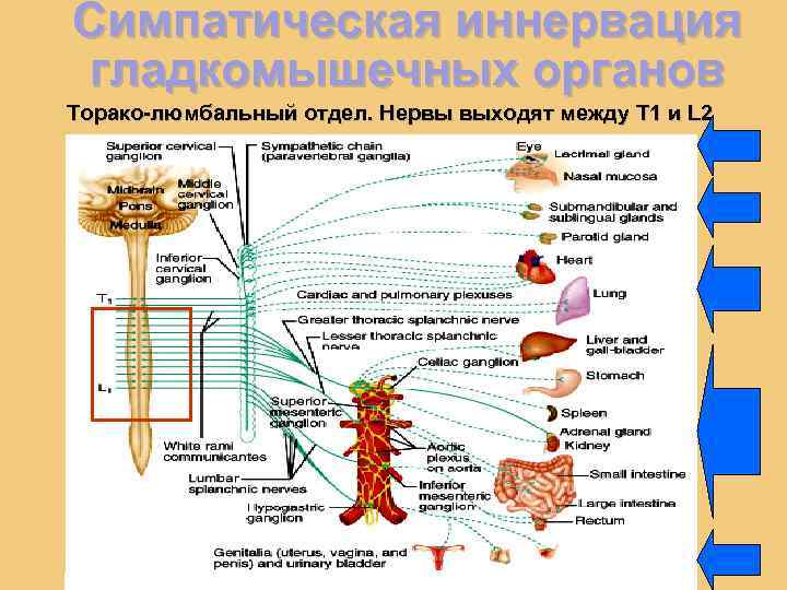 Симпатическая иннервация гладкомышечных органов Торако-люмбальный отдел. Нервы выходят между T 1 и L 2