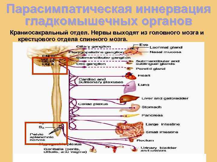 Парасимпатическая иннервация гладкомышечных органов Краниосакральный отдел. Нервы выходят из головного мозга и крестцового отдела