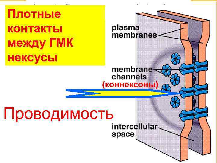 Плотные контакты между ГМК нексусы (коннексоны) Проводимость 