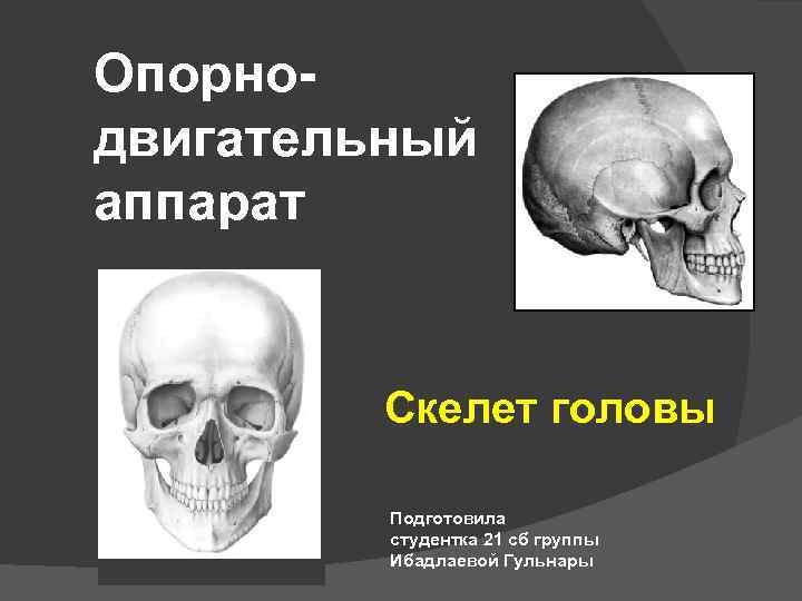 Опорнодвигательный аппарат Скелет головы Подготовила студентка 21 сб группы Ибадлаевой Гульнары 