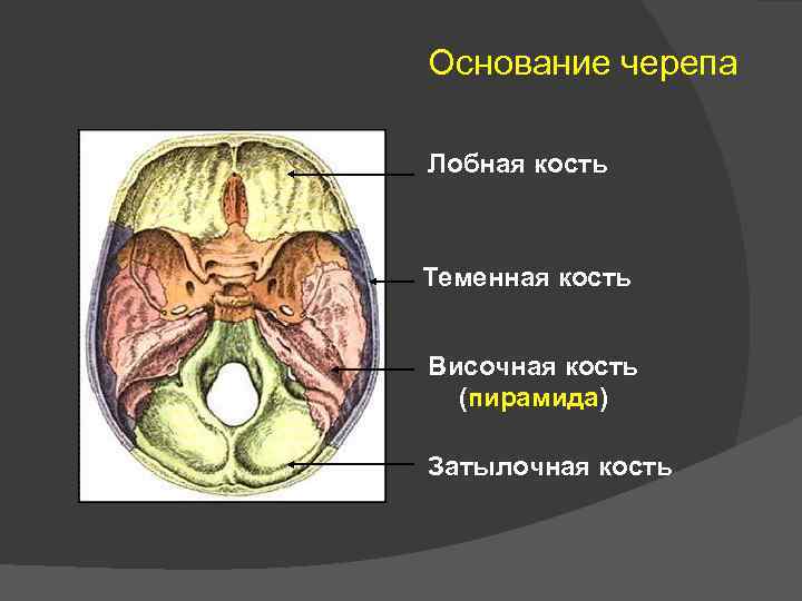 Основание черепа где находится фото