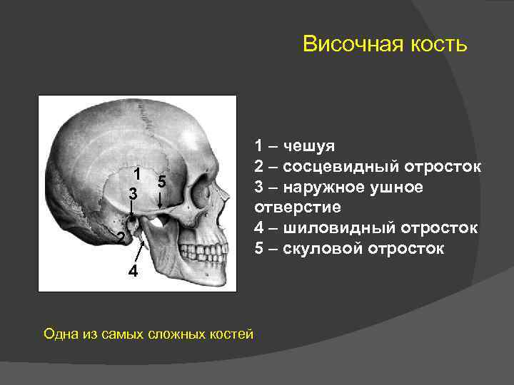 Височная кость 1 5 3 2 4 Одна из самых сложных костей 1 –