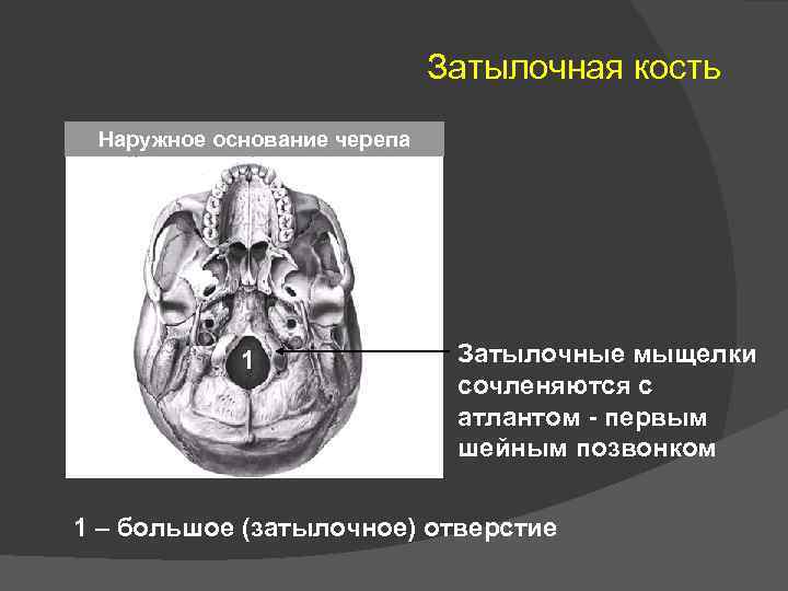 Чем покрыта кость снаружи