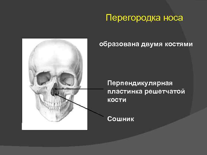 Перегородка носа образована двумя костями Перпендикулярная пластинка решетчатой кости Сошник 