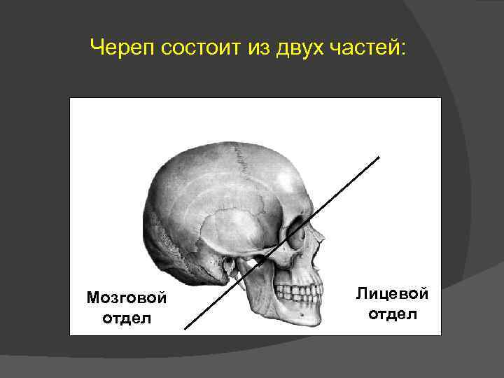 Череп состоит из двух частей: Мозговой отдел Лицевой отдел 