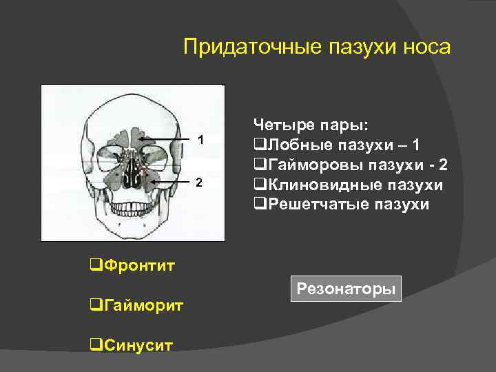 Придаточные пазухи носа 1 2 Четыре пары: q. Лобные пазухи – 1 q. Гайморовы