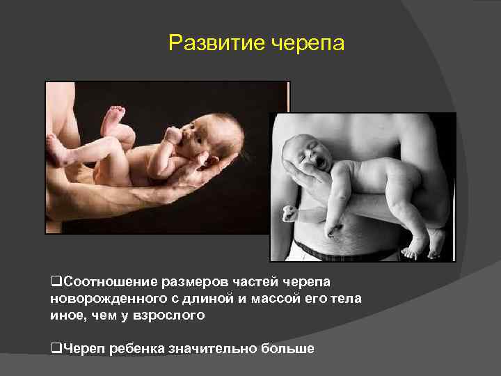 Развитие черепа q. Соотношение размеров частей черепа новорожденного с длиной и массой его тела