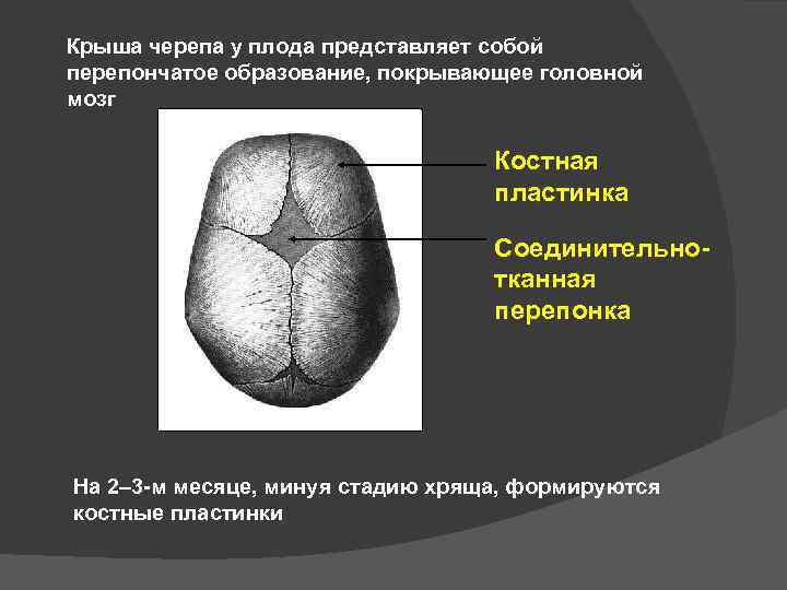 Крыша черепа у плода представляет собой перепончатое образование, покрывающее головной мозг Костная пластинка Соединительнотканная
