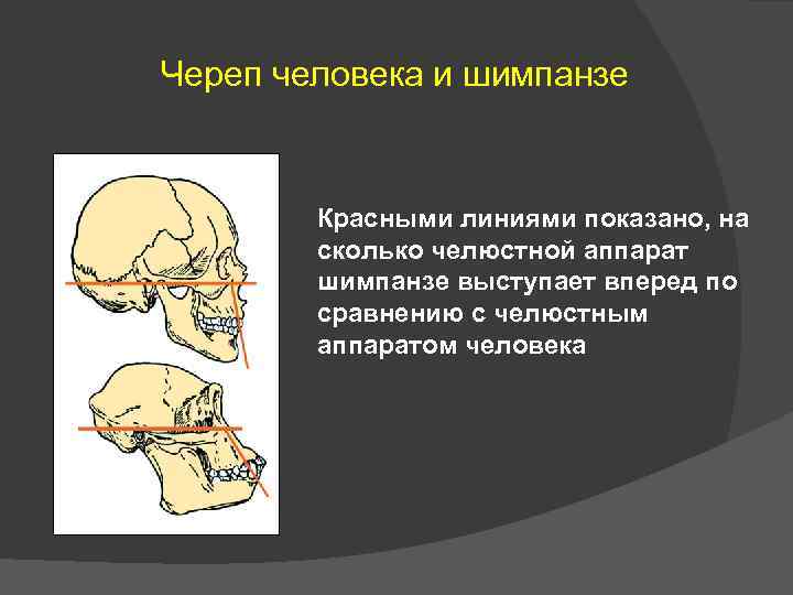 Череп человека и шимпанзе Красными линиями показано, на сколько челюстной аппарат шимпанзе выступает вперед