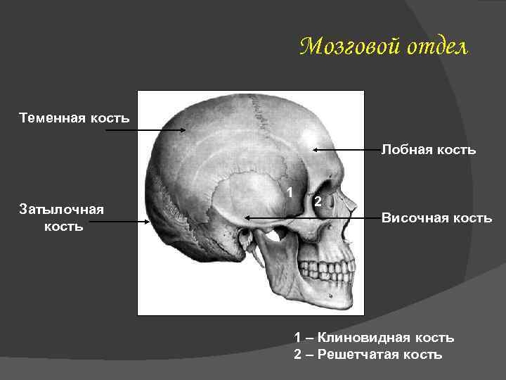 Мозговой отдел Теменная кость Лобная кость 1 Затылочная кость 2 Височная кость 1 –