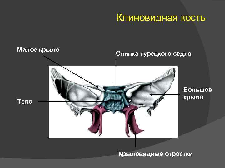 Малое крыло