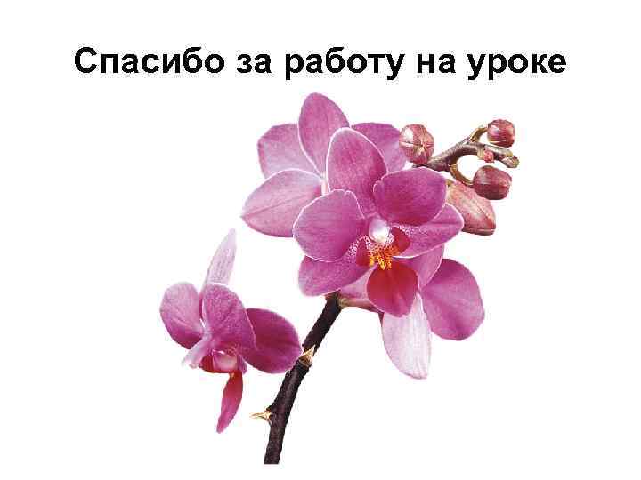Спасибо за работу на уроке 