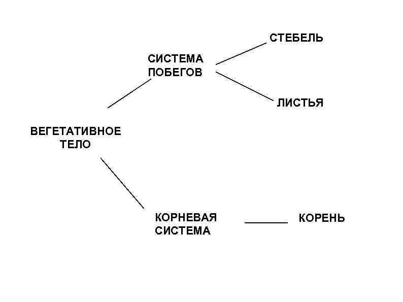 Диаграмма стебель и листья