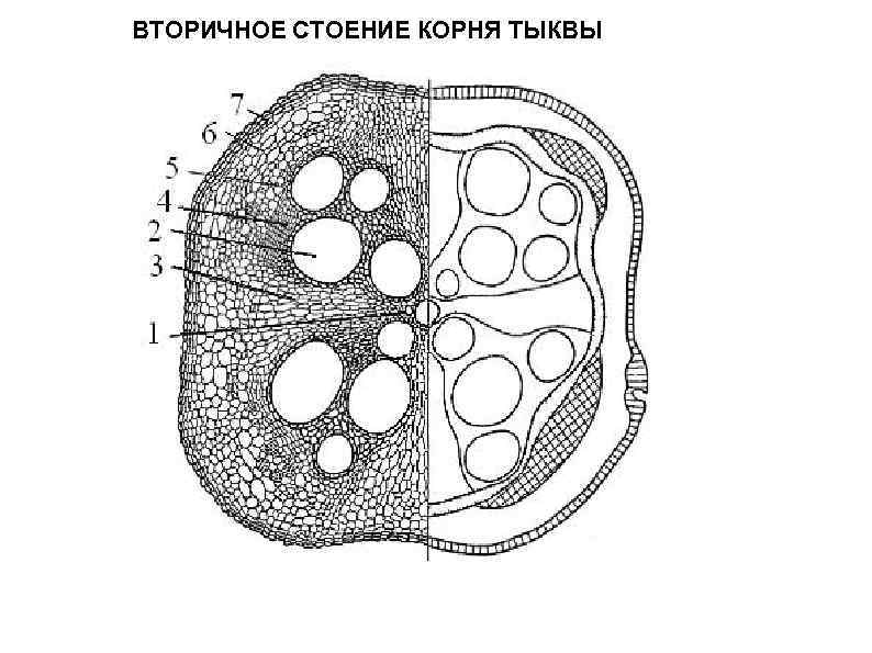 ВТОРИЧНОЕ СТОЕНИЕ КОРНЯ ТЫКВЫ 