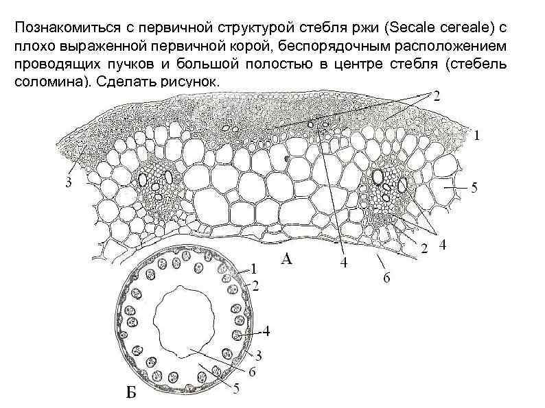 Стебель соломина. Стебель Соломина строение. Строение проводящего пучка злака. Строение стебля злака на срезе. Строение стебля ржи.