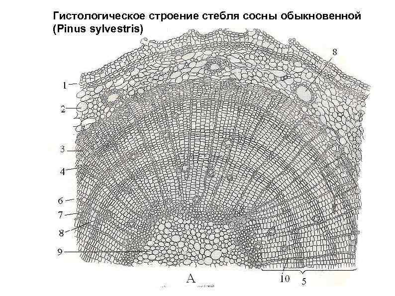 Корневая система кабачков глубина и расположение фото