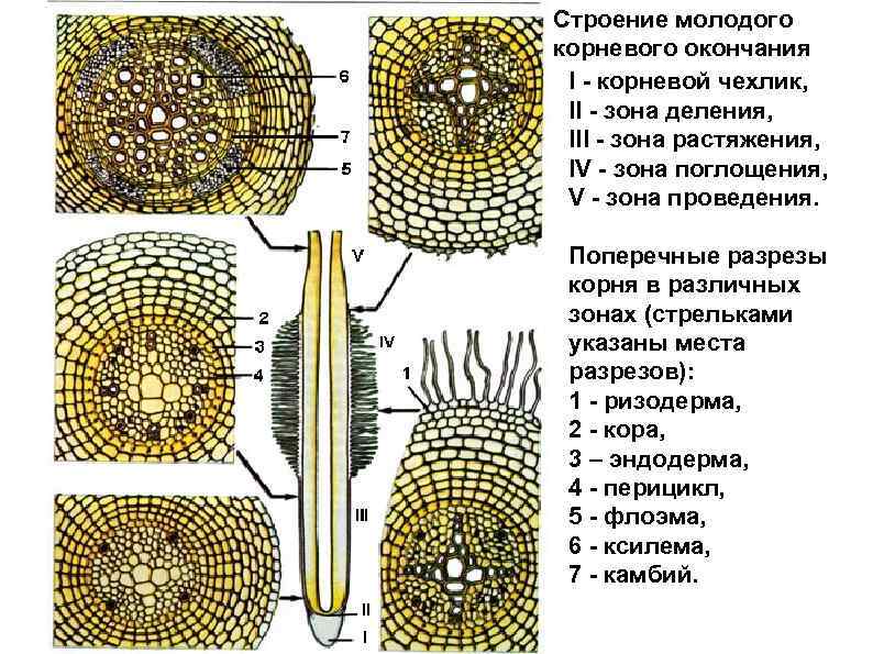 Кливия корневая система фото