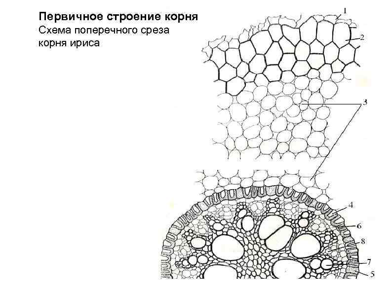 Наталья рассмотрела строение молодого корня фасоли под микроскопом и сделала рисунок под цифрой 1