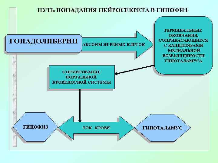 ПУТЬ ПОПАДАНИЯ НЕЙРОСЕКРЕТА В ГИПОФИЗ ГОНАДОЛИБЕРИН АКСОНЫ НЕРВНЫХ КЛЕТОК ТЕРМИНАЛЬНЫЕ ОКОНЧАНИЯ, СОПРИКАСАЮЩИЕСЯ С КАПИЛЛЯРАМИ