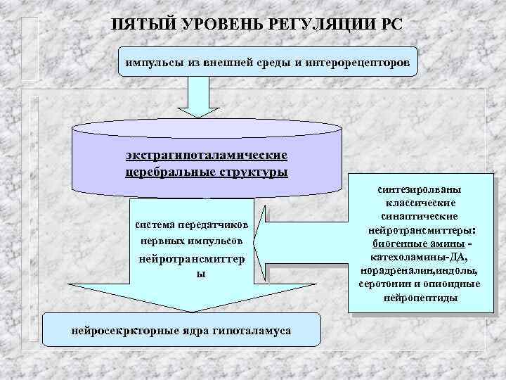 ПЯТЫЙ УРОВЕНЬ РЕГУЛЯЦИИ РС импульсы из внешней среды и интерорецепторов экстрагипоталамические церебральные структуры система