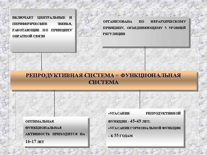 ВКЛЮЧАЕТ ЦЕНТРАЛЬНЫЕ ПЕРИФЕРИЧЕСКИЕ И ЗВЕНЬЯ, РАБОТАЮЩИЕ ПО ПРИНЦИПУ ОБРАТНОЙ СВЯЗИ ОРГАНИЗОВАНА ПО ИЕРАРХИЧЕСКОМУ ПРИНЦИПУ,