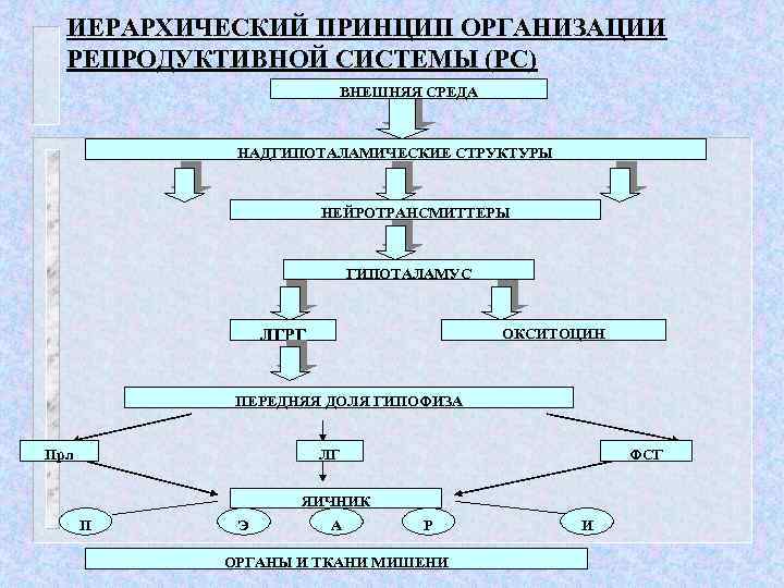ИЕРАРХИЧЕСКИЙ ПРИНЦИП ОРГАНИЗАЦИИ РЕПРОДУКТИВНОЙ СИСТЕМЫ (РС) ВНЕШНЯЯ СРЕДА НАДГИПОТАЛАМИЧЕСКИЕ СТРУКТУРЫ НЕЙРОТРАНСМИТТЕРЫ ГИПОТАЛАМУС ОКСИТОЦИН ЛГРГ